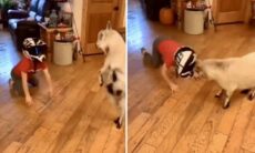 Vídeo registra menino corajoso que disputa duelo de cabeçadas com um cabritinho