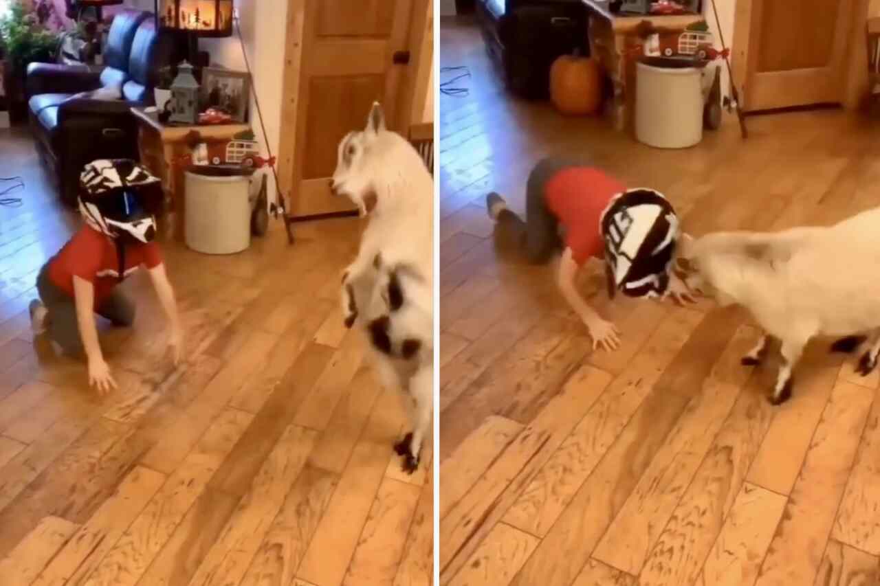 Video captures brave boy engaging in a headbutting duel with a little goat