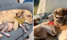 Compilação de vídeos reúne momentos fofos entre cães e gatos