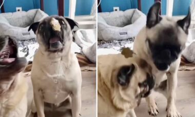 Vídeo hilário: em câmera lenta, cães da raça pug tentam pegar petiscos no ar