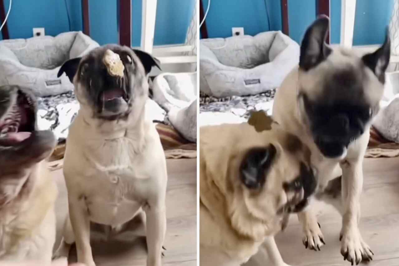 Video amuzant: în timp lent, câini de rasă pug încearcă să prindă gustări din aer