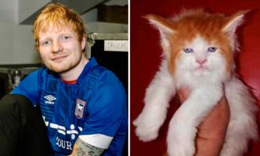 Gato com a cara do Ed Sheeran faz a internet sorrir