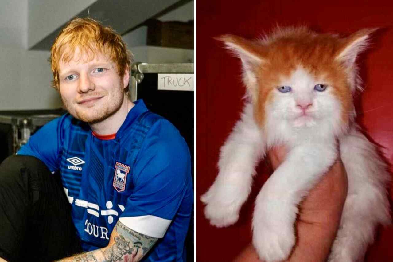 Kot z twarzą Eda Sheerana rozśmiesza internet