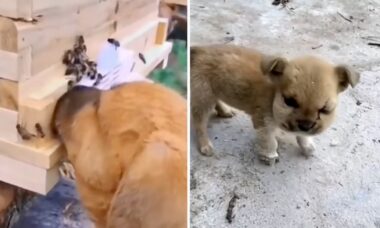 Vídeo: cãozinho guloso consome mel direto da colmeia e se dá mal