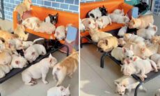 Você gosta de buldogue francês? Então tente resistir a esse vídeo