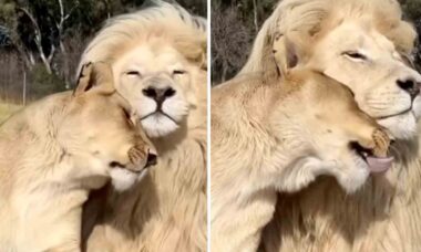 Vídeo registra o casal de leões mais carinhoso da história