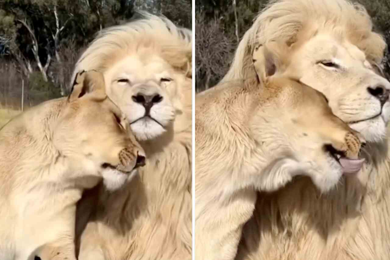Video adorabile presenta la coppia di leoni più affettuosa della storia