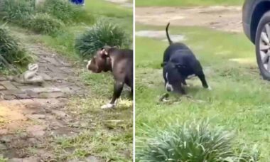 Imagens fortes: vídeo mostra cão e cobra em duelo de vida ou morte