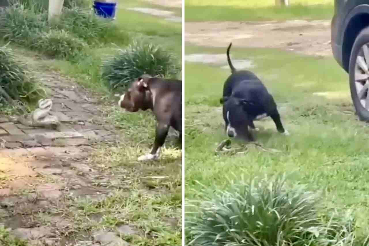 Immagini forti: il video mostra un cane e un serpente in un duello a vita o morte