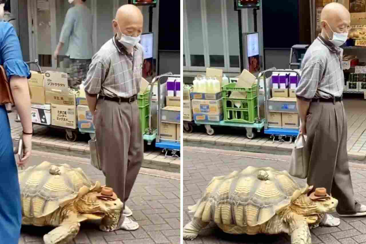 Schattige video: man neemt zijn reuzenschildpad mee voor een wandeling op straat