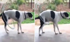 Tente não rir com esse vídeo de cão brincando com bambolê