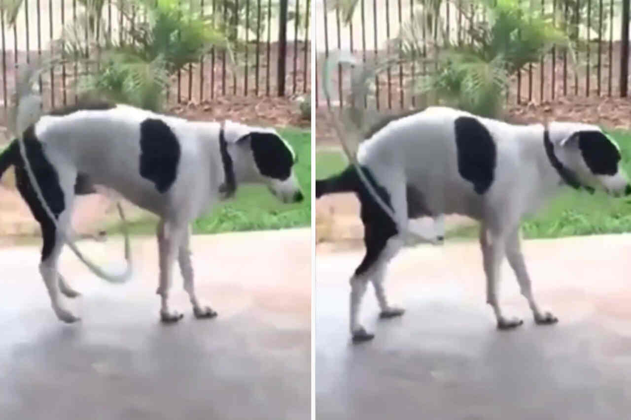 Försök att inte skratta åt den här videon där en hund leker med en hula hoop