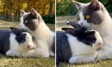 Vídeo fofo: gato e coelho são tão amigos que até se parecem