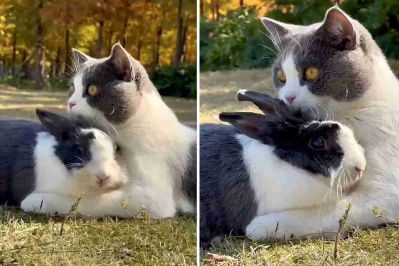 Vidéo mignonne : Chat et lapin sont tellement amis qu'ils se ressemblent même