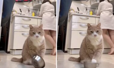 Vídeo hilário: gato fica impaciente com a demora da dona em servir o jantar