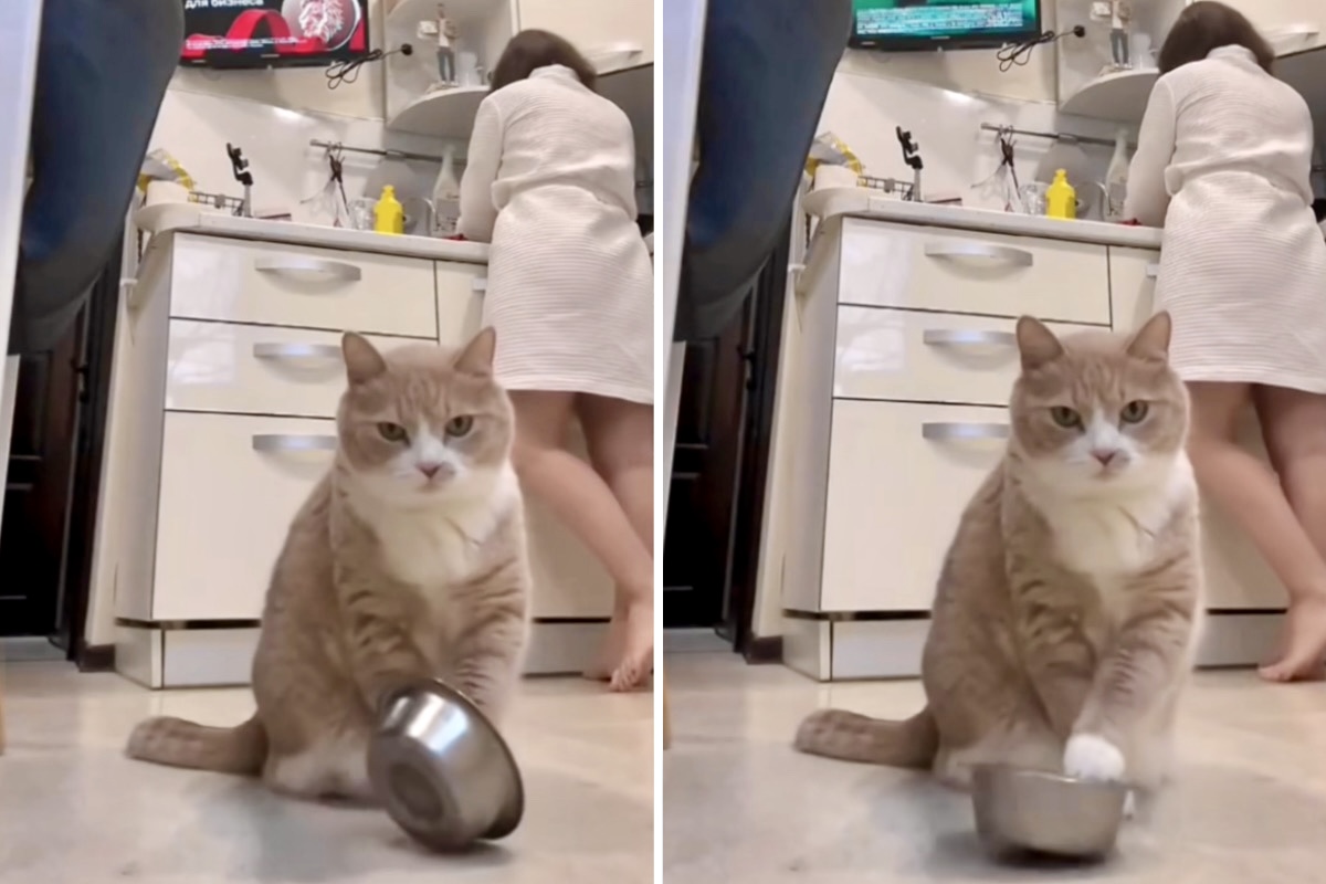 Rolig video: Katten blir otålig när ägaren dröjer med att servera middagen