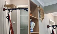 Vídeo mostra o incrível gato-aranha, que anda pelas paredes e desafia a gravidade
