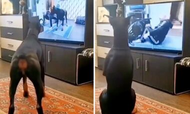 Vídeo hilário: cão doberman acompanha aula de ginástica na TV