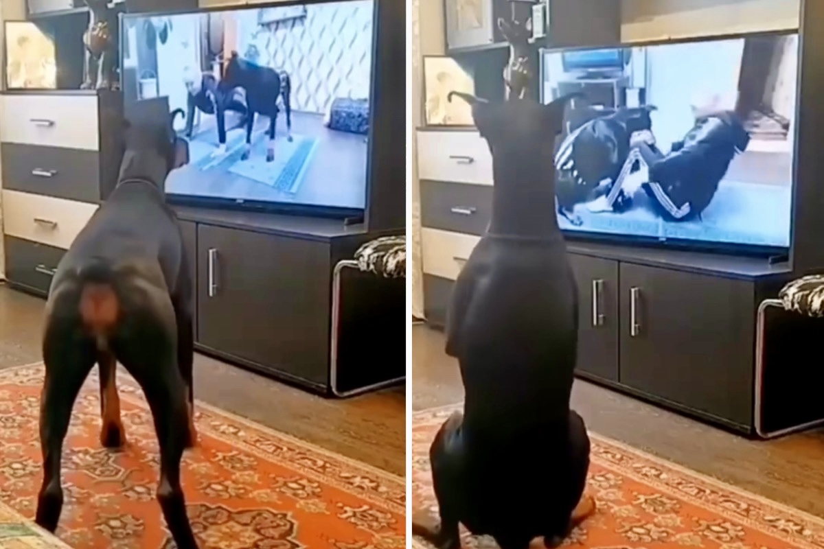Video amuzant: Doberman urmărește o lecție de gimnastică la televizor