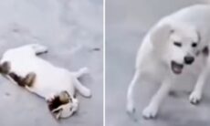 Vídeo hilário: cão e gato disputam quem imita melhor o Neymar