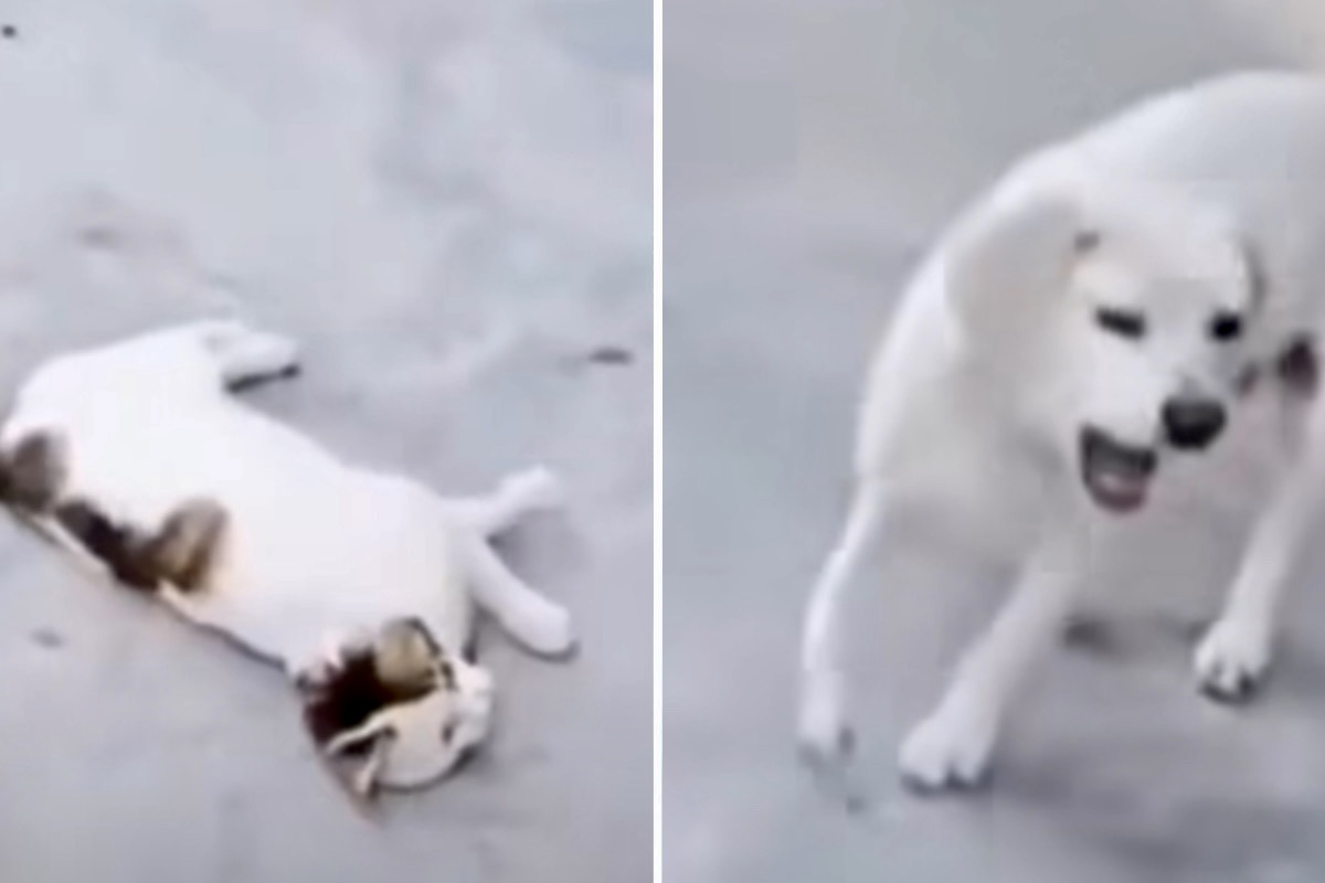 Vicces videó: Kutya és macska verseng, hogy ki utánozza jobban Neymart