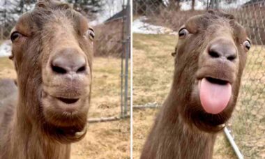 Vídeo: essa cabra tem uma mensagem importante para você, tente não rir