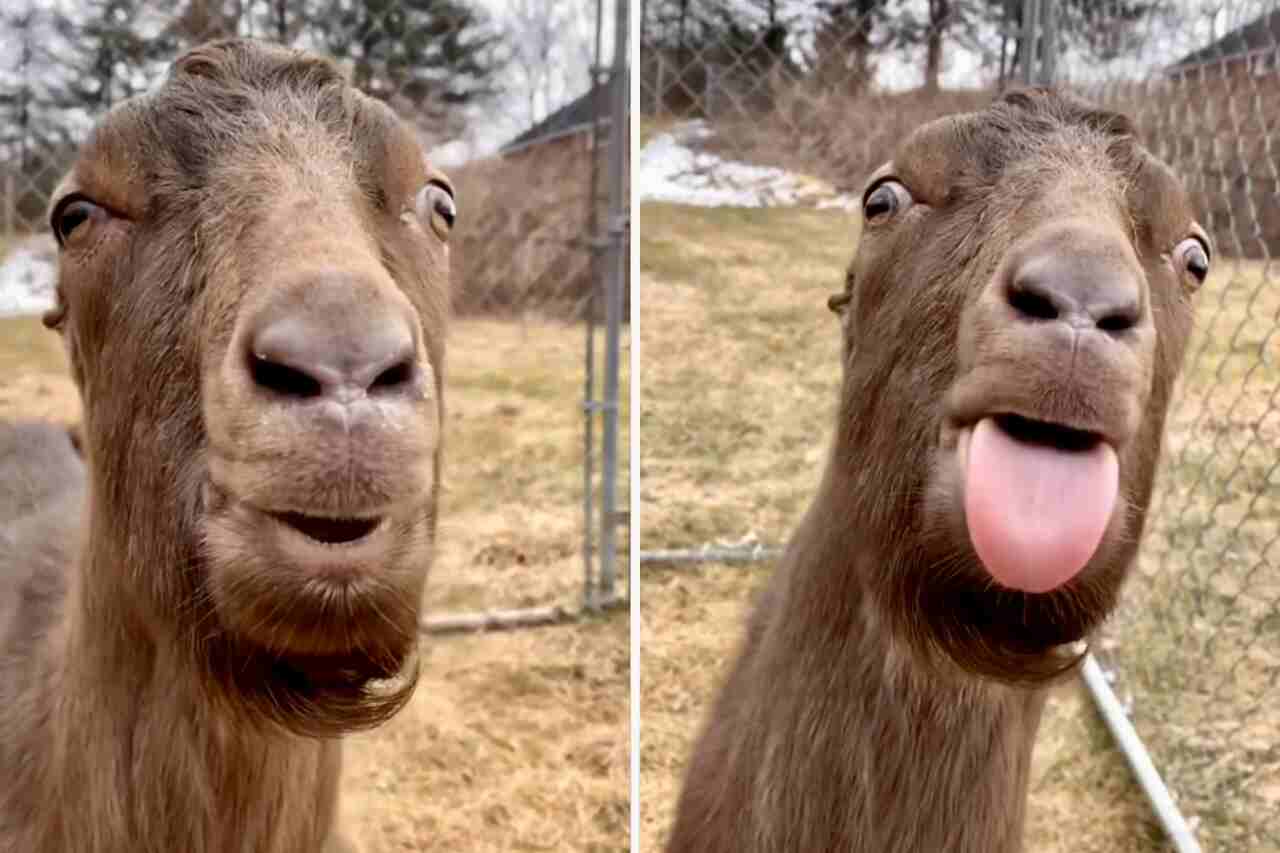 Video: această capră are un mesaj important pentru tine, încearcă să nu râzi