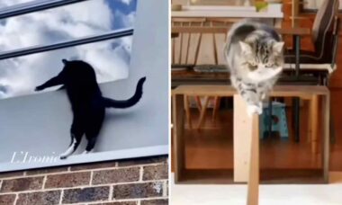 Vídeos impressionantes mostram que nada é impossível para um gato