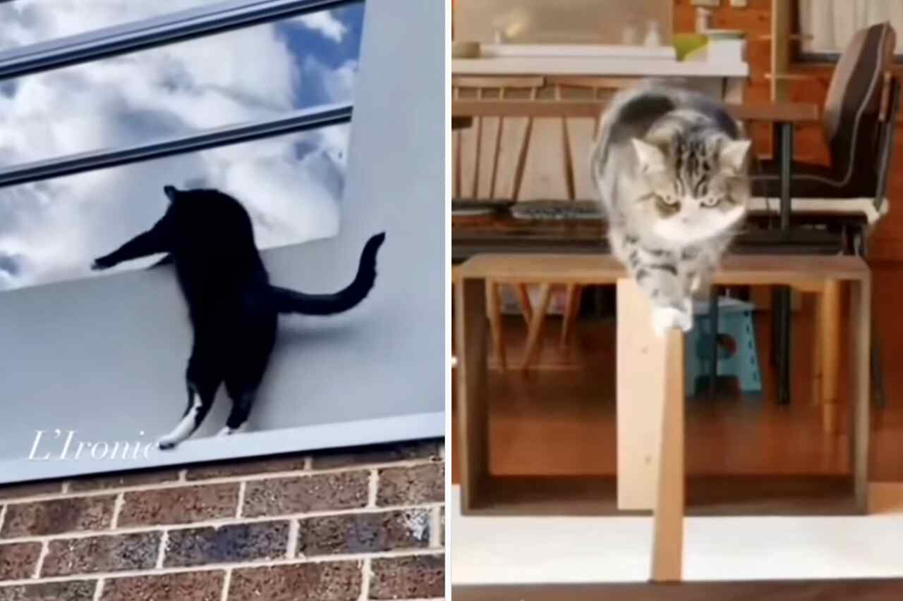 Impressive videos show that nothing is impossible for a cat