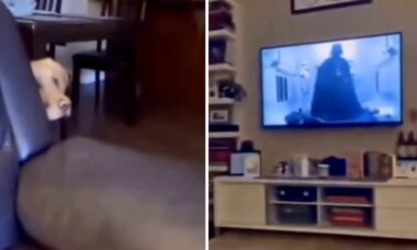 Vídeo hilário: cão fica tremendamente amedrontado ao ver Darth Vader na TV