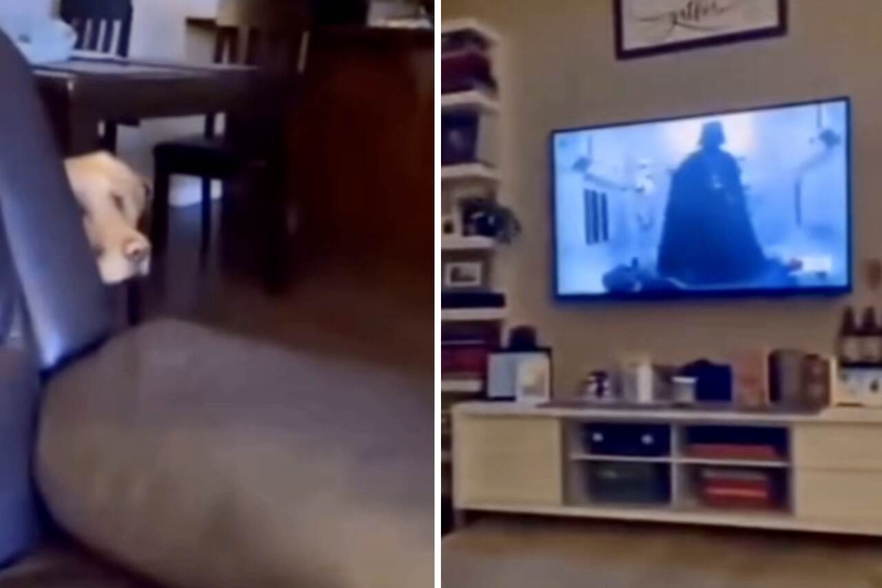 Video amuzant: Câinele devine extrem de speriat văzându-l pe Darth Vader la televizor