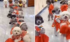 Você jamais viu um vídeo de cachorro mais fofo que esse