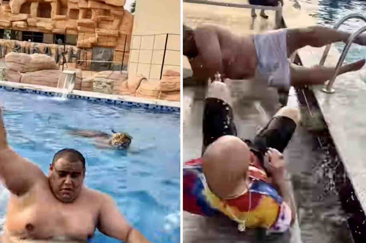 Witziges und erschreckendes Video: Tiger dringt in den Pool ein, und die korpulenten Jungs zeigen Geschicklichkeit