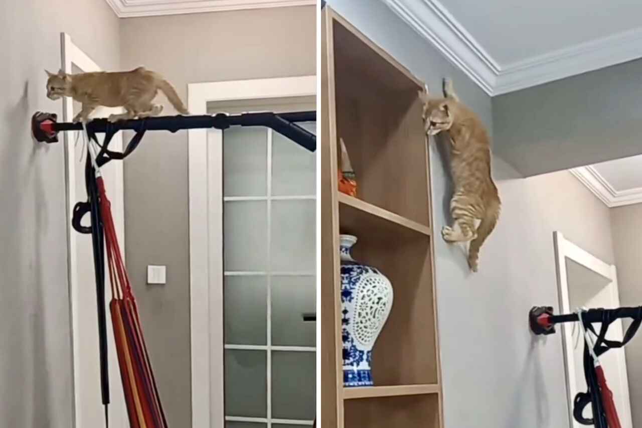 Video shows the incredible spider-cat, walking on walls and defying gravity