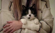 Seu gato mudou de comportamento recentemente? Ele pode estar com algum problema de saúde