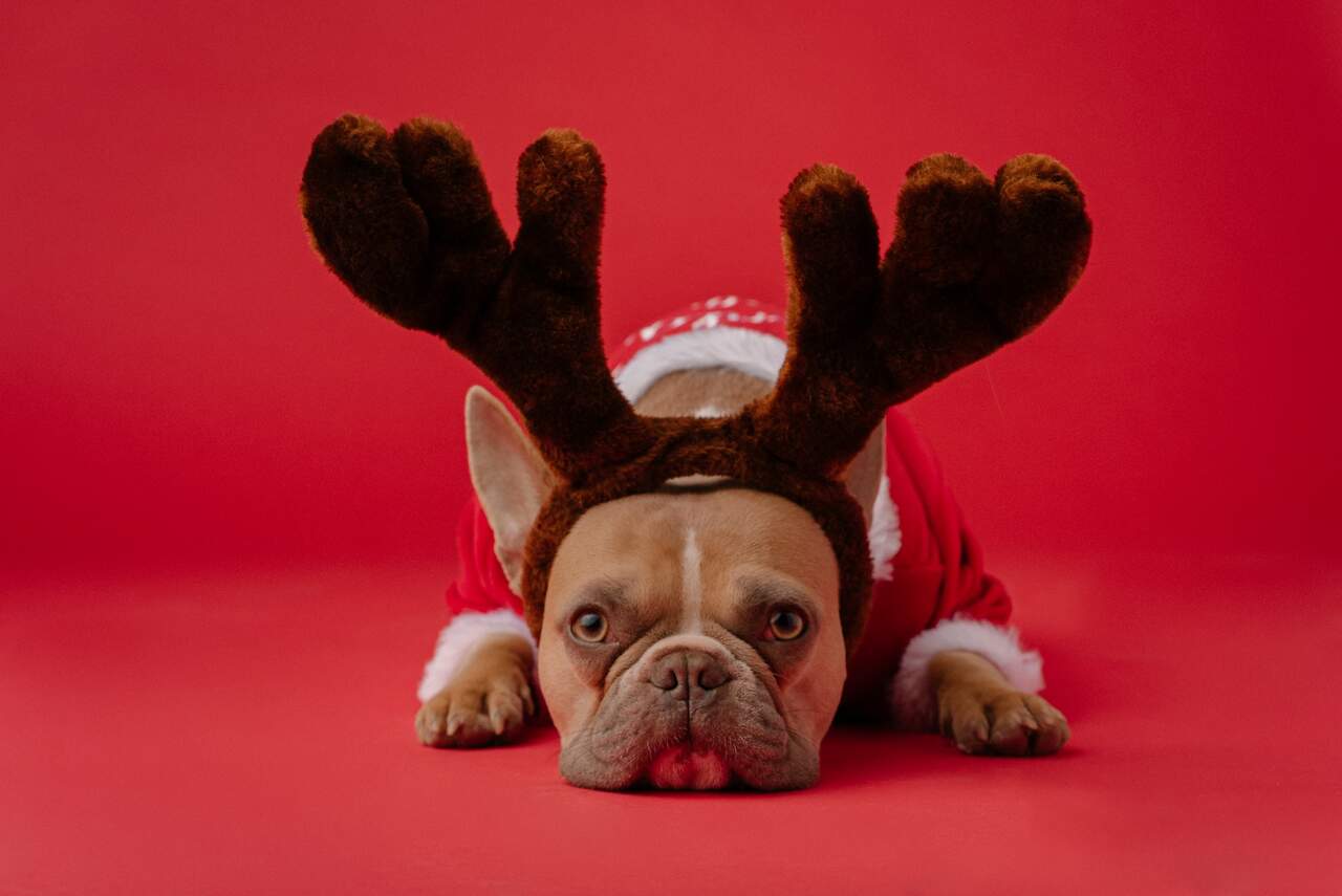 Especialista dá dicas para acalmar seu cão durante as festas de fim de ano