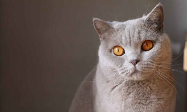 5 descobertas recentes sobre os gatos mudam a visão que temos deles