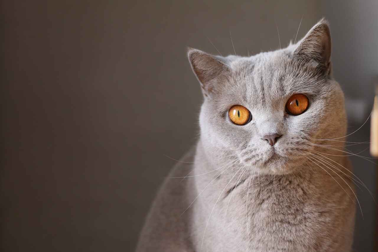 5 recent discoveries about cats change our view of them