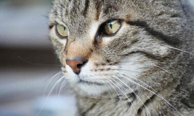 Gatos comem mais de 2.000 espécies, 347 delas ameaçadas de extinção, diz estudo