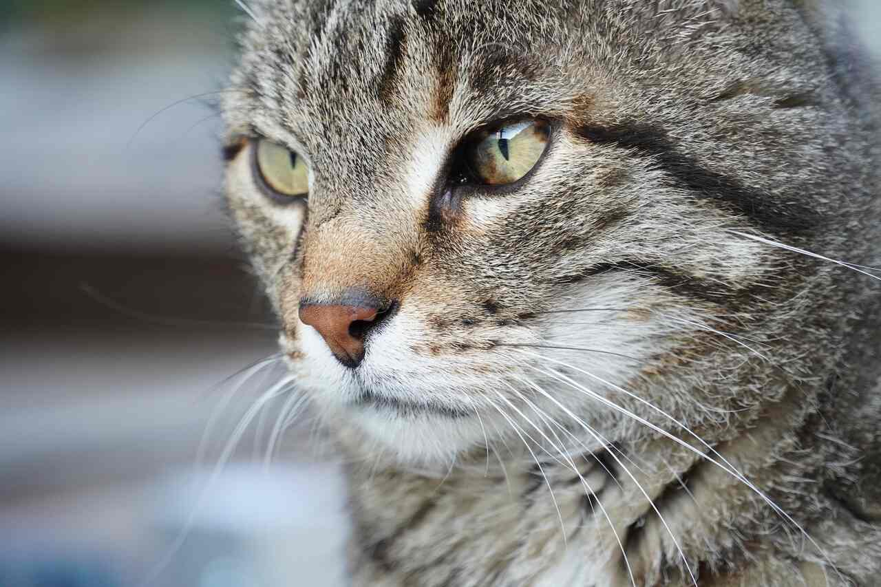Cats consume over 2,000 species, 347 of them endangered, says study