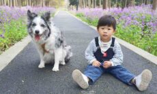 Confira as 17 raças de cães que melhor convivem com famílias