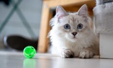 Estudo: como os cães, gatos brincam de buscar coisas, mas do jeito deles