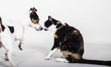 Saiba como apresentar um gato recém-chegado aos outros pets da casa