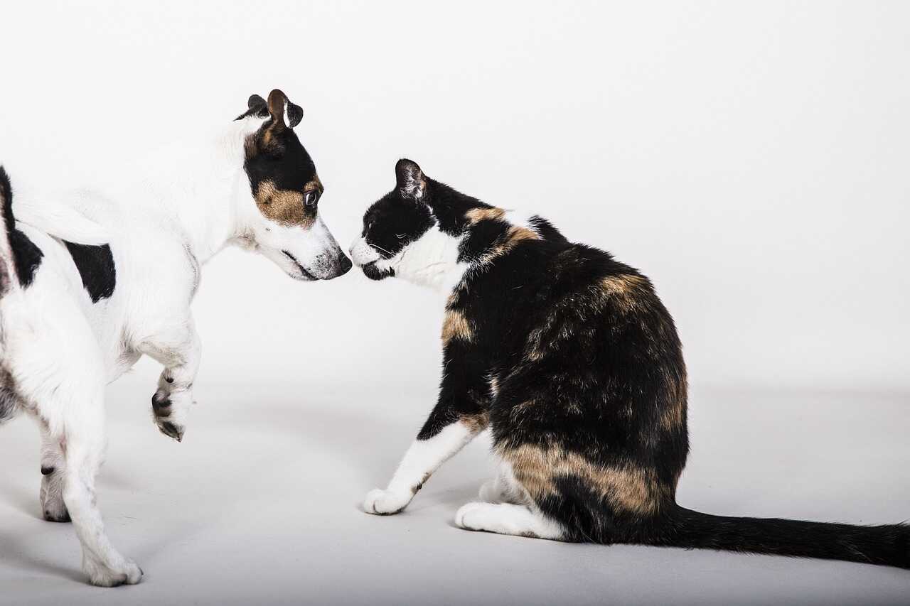 Saiba como apresentar um gato recém-chegado aos outros pets da casa