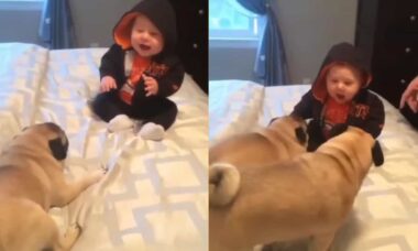 Vídeo fofo: cães da raça pug e bebê têm o dia mais feliz de suas vidas