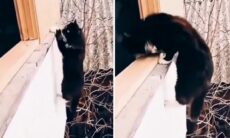Missão Impossível: vídeo registra gatos em situações arriscadíssimas