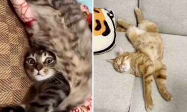 Vídeos mostram gatos em posições bizarras e com muita flexibilidade