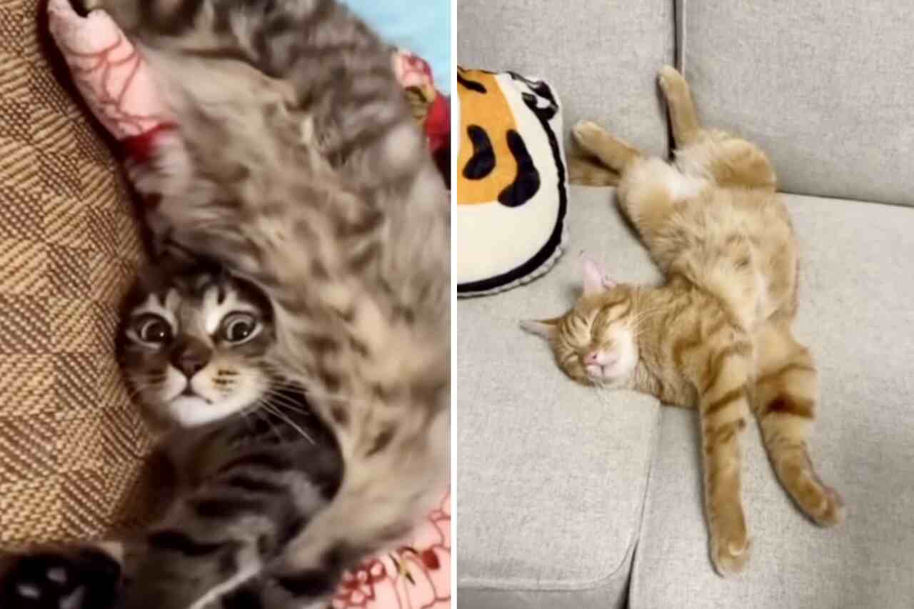 I video mostrano gatti in posizioni bizzarre e con molta flessibilità