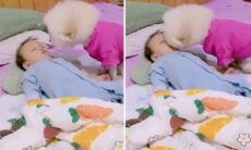 Vídeo fofo: cãozinho dá beijo de boa noite e cobre bebê humano