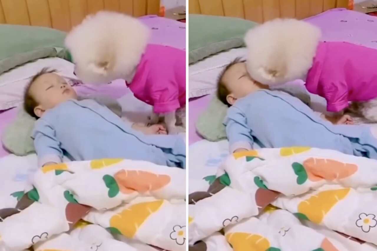 Schattige video: Kleine hond geeft welterustenkus en bedekt menselijke baby